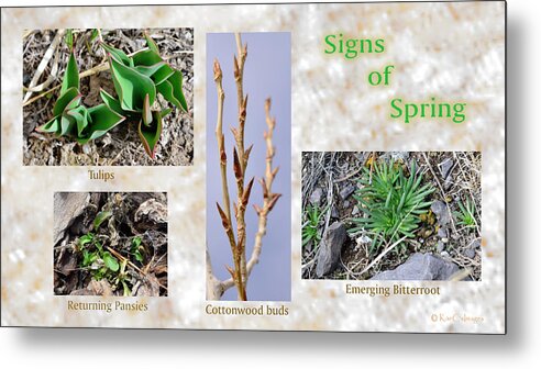 Leaves Metal Print featuring the photograph Signs of Spring by Kae Cheatham