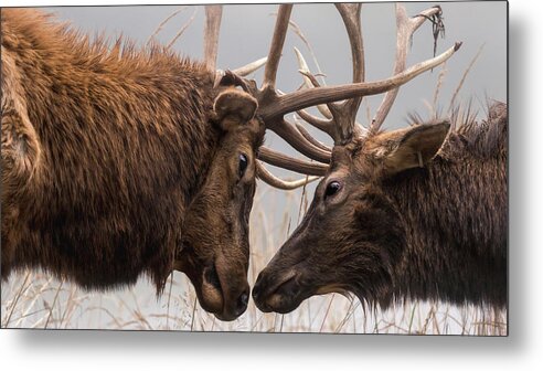 Elk Metal Print featuring the photograph Sparring Buddies by Holly Ross