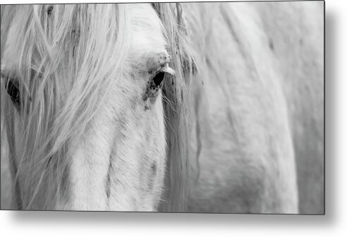 Wild Horse Metal Print featuring the photograph Spirit of the Wild by Holly Ross