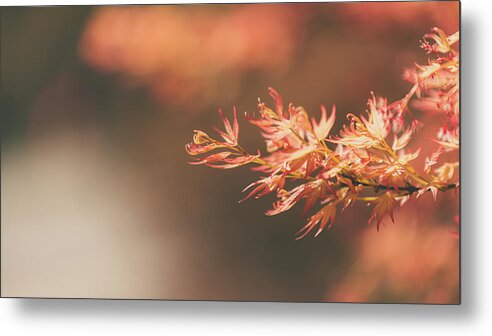  Metal Print featuring the photograph Spring or Fall by Dheeraj Mutha