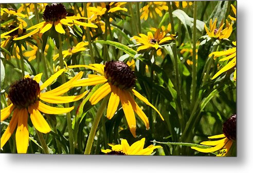 Daisies Metal Print featuring the photograph Sue's Daisies by Tom Johnson