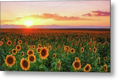 Colorado Metal Print featuring the photograph Sunkissed by John De Bord