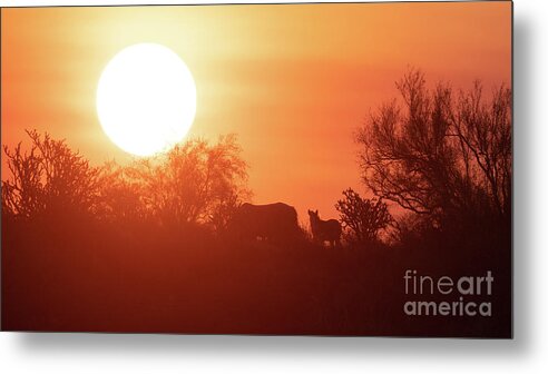 Foal Metal Print featuring the photograph Sunrise by Shannon Hastings