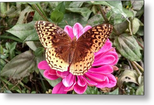 Butterfly Metal Print featuring the photograph Taking A Moment To Rest by Allen Nice-Webb