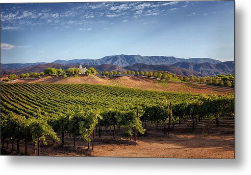  Metal Print featuring the photograph Temecula Winery and Lioness Vineyard by Catherine Walters