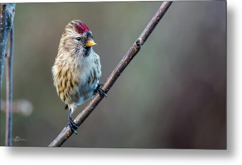 Redpoll On The Twig Metal Print featuring the photograph The cute male common Redpoll perching on the twig by Torbjorn Swenelius