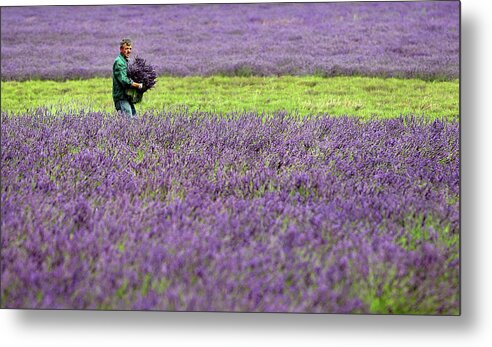 England Metal Print featuring the photograph The English Lavender Harvest by Dan Kitwood