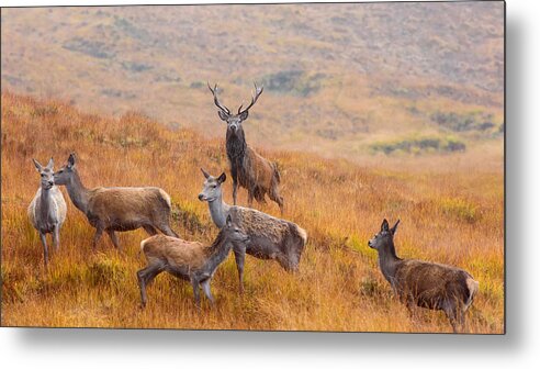 Deer Metal Print featuring the photograph The Guardian Of The Moorland by Luigi Ruoppolo