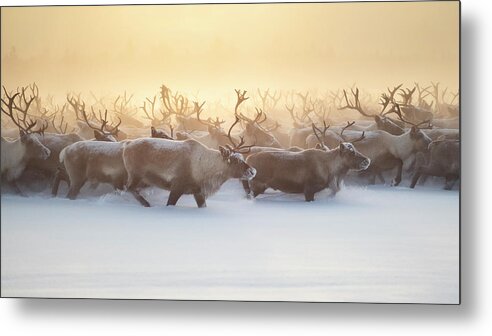 Reindeer Metal Print featuring the photograph The Herd IIi by Marcel Rebro