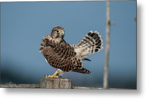 Kestrel Metal Print featuring the photograph The young Kestrel's tail in the air by Torbjorn Swenelius