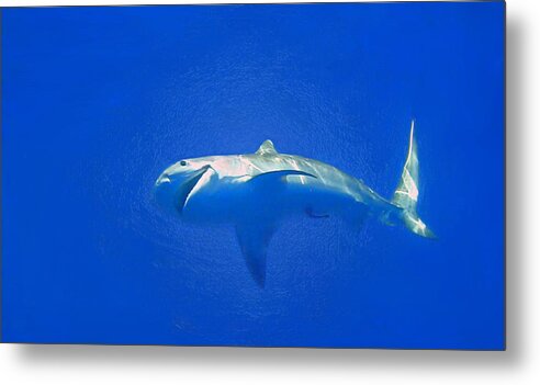 Tiger Shark Metal Print featuring the photograph Tiger by Climate Change VI - Sales