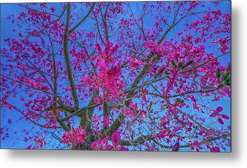 Tree Of Passion - Fuel My Soul Metal Print featuring the photograph Tree Of Passion - Fuel My Soul by Kenneth James