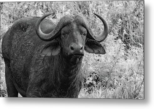The Big Five Metal Print featuring the photograph Up Close to the Cape Buffalo, Black and White by Marcy Wielfaert
