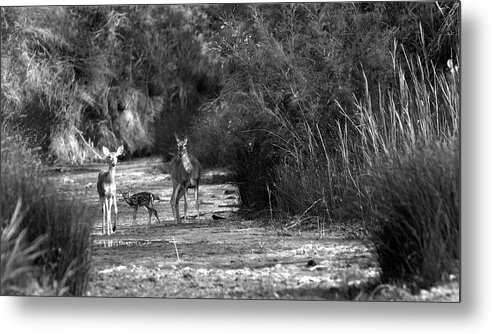 Richard E. Porter Metal Print featuring the photograph Watering Hole - Deer, Palo Duro Canyon State Park, Texas by Richard Porter