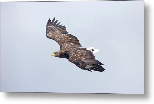 White Metal Print featuring the photograph White-Tailed Eagle Approaching by Pete Walkden