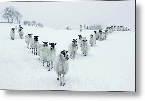 Cool Attitude Metal Print featuring the photograph Winter Sheep V Formation by Motorider