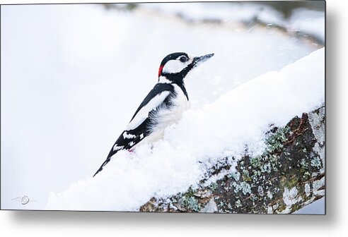 Woodpecker On Snow Metal Print featuring the photograph Woodpecker on a snowy branch by Torbjorn Swenelius