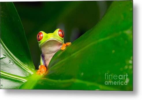 Forest Metal Print featuring the photograph Yo A Red Eye Tree Frog by Mark Bridger