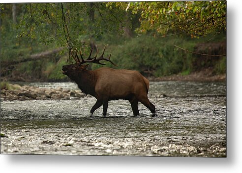 Elk Metal Print featuring the photograph Bugle in the River by Doug McPherson