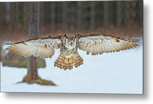 Great Horned Owl Metal Print featuring the photograph Great Horned Owl #1 by CR Courson