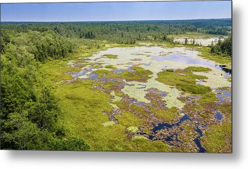  Metal Print featuring the photograph Pine Barrens Landscape by Louis Dallara