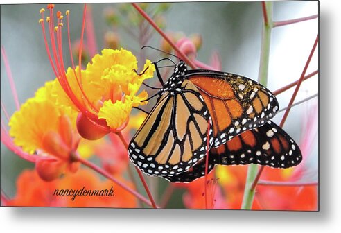 Monarch Metal Print featuring the photograph Pollen Covered Monarch #2 by Nancy Denmark