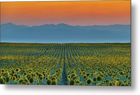 Sunflower Metal Print featuring the photograph The Lineup #1 by Rand Ningali