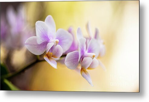 Background Metal Print featuring the photograph Purple Orchid Flowers #11 by Raul Rodriguez