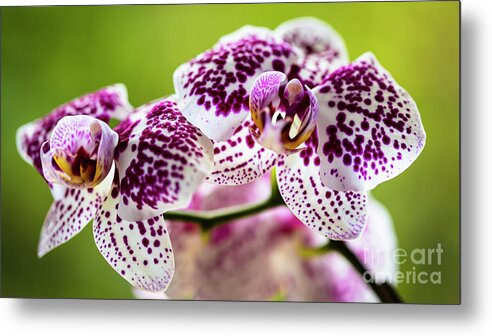 Background Metal Print featuring the photograph Spotted Orchid Flowers #14 by Raul Rodriguez