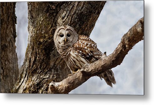 Barred Owl Metal Print featuring the photograph Barred Owl #2 by CR Courson