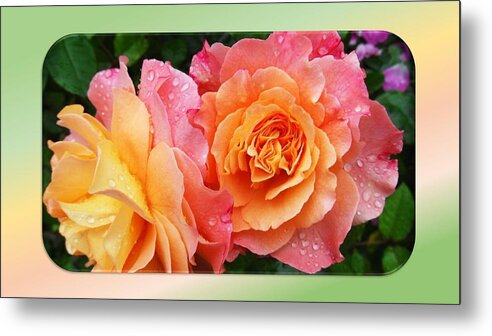 Roses Metal Print featuring the photograph 2 Magnificent Roses by Nancy Ayanna Wyatt