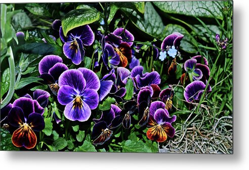 Pansies Metal Print featuring the photograph 2020 Pansies and Forget-Me-Nots by Janis Senungetuk