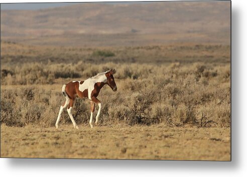 Mustangs Metal Print featuring the photograph 2021 Late Summer Foal by Jean Clark