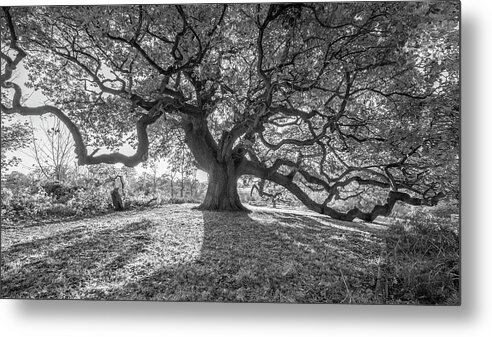 Trees Metal Print featuring the photograph Old oak #3 by Remigiusz MARCZAK