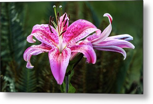 Flower Metal Print featuring the photograph A Stargazer Lily Show by D Lee