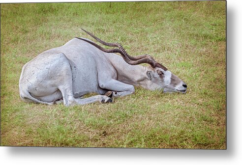 Addax Metal Print featuring the photograph Addax by Joan Carroll