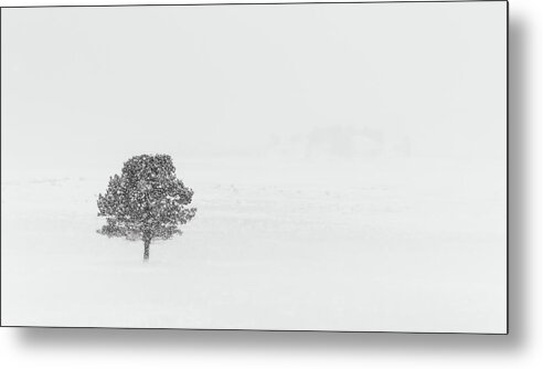 Tree Metal Print featuring the photograph Alone in the Snow by Kevin Schwalbe