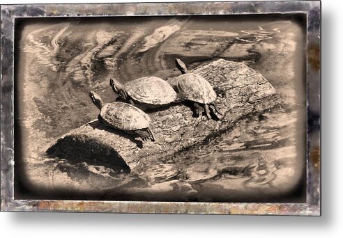 Turtle Metal Print featuring the mixed media Antique Turtles by Christopher Reed