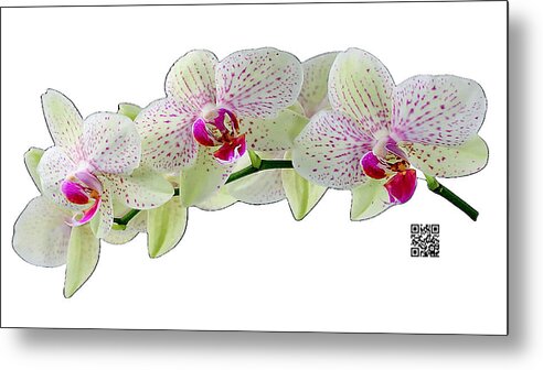 Orchids Metal Print featuring the mixed media As Delicate as You by Rafael Salazar