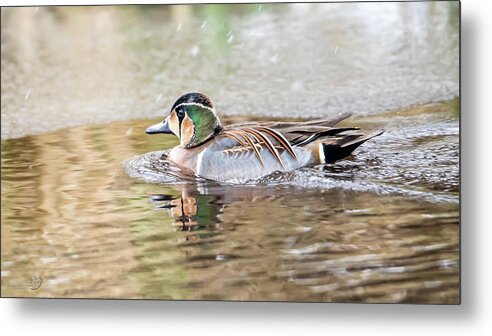 Baikal Teal Metal Print featuring the photograph Baikal Teal, a beautiful and rare visitor in Sweden by Torbjorn Swenelius