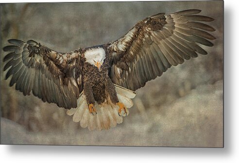 Bald Eagle Metal Print featuring the photograph Bald Eagle by CR Courson