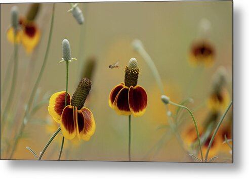 Insect Metal Print featuring the photograph Between Flowers by Deon Grandon