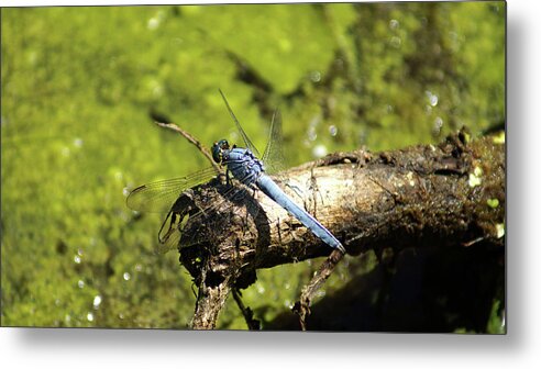 Dragonfly Metal Print featuring the photograph Big Blue 1 by Cameron Wood