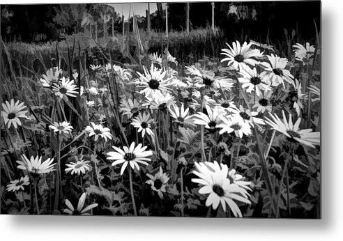 Black And White Metal Print featuring the mixed media Black And White Carpet Of Wild Field Daisies by Joan Stratton