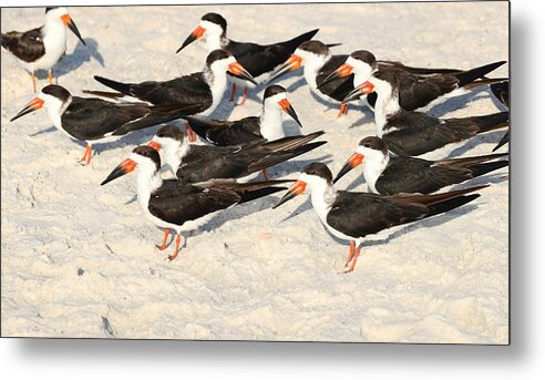 Black Skimmers Metal Print featuring the photograph Black Skimmers by Mingming Jiang