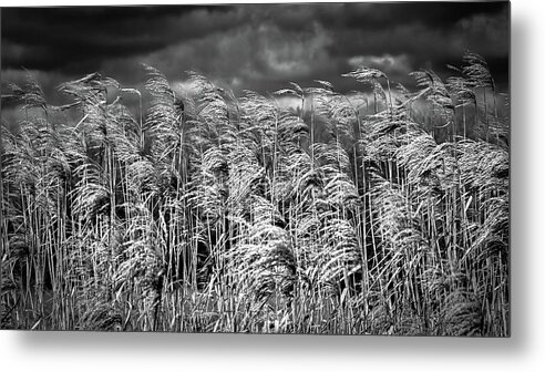 Blackandwhite Metal Print featuring the photograph Blowing In The Wind by Mike Schaffner