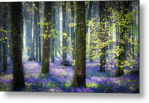 Lanscape Metal Print featuring the photograph Bluebell wood 3 by Remigiusz MARCZAK