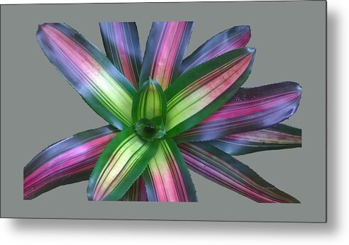 Duane Mccullough Metal Print featuring the photograph Bromeliad Leaves Abstract Clear by Duane McCullough