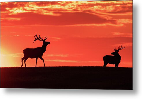 Bull Elk Metal Print featuring the photograph Bull Elk At Sunrise by Gary Beeler