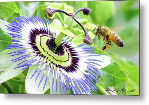 Passion Flower Metal Print featuring the digital art Buzzing around 01 by Kevin Chippindall